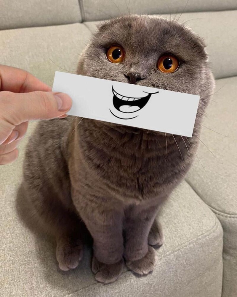 Забавные кошачьи эмоции, нарисованные на кусочке бумаги