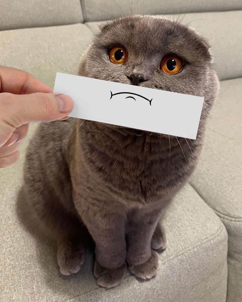 Забавные кошачьи эмоции, нарисованные на кусочке бумаги