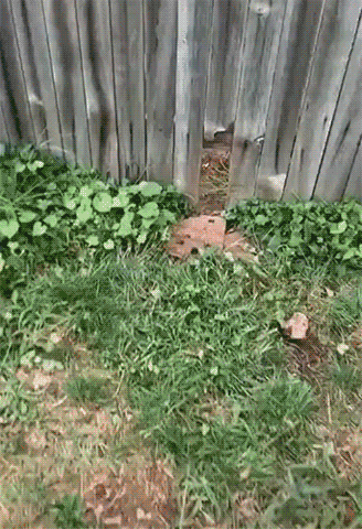 Хороший сосед попался