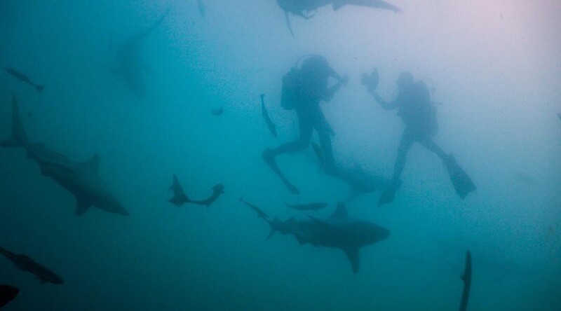 Дэн Эббот - фотограф, специализирующийся на работе и съемке крупных морских животных, в частно