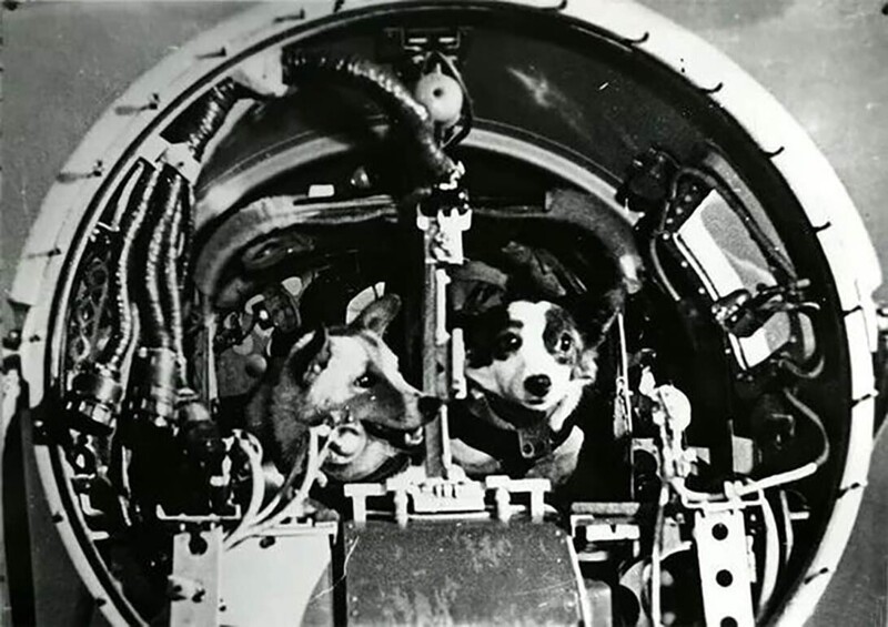 На фотографии собаки-космонавты Белка и Стрелка в испытательной комнате, 1960 год