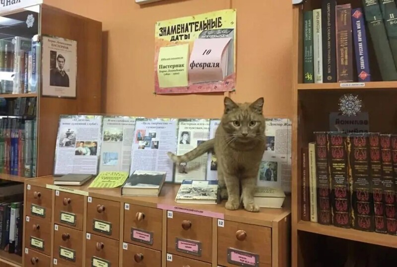 В Тверской области живодер убил единственного кота-библиотекаря