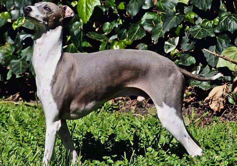 10dog breed italian greyhound