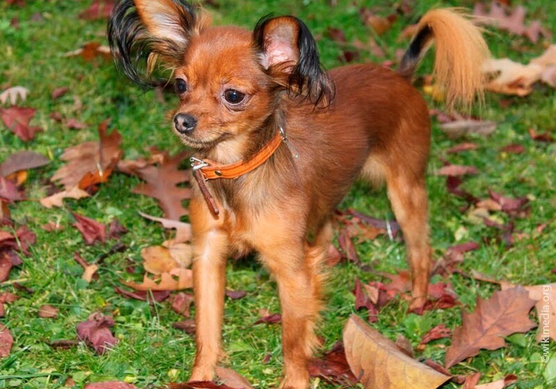 17russian toy terrier