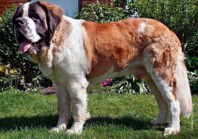 59dog breed saint bernard