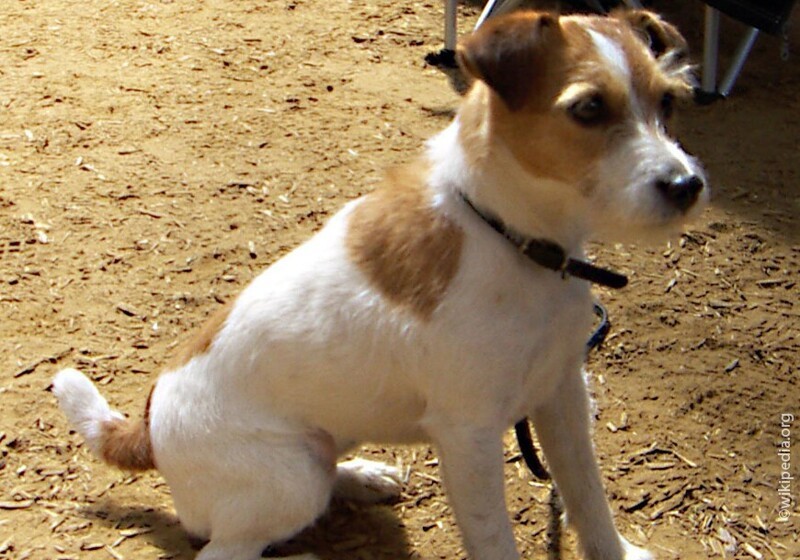 7dog breed jack russell terrier