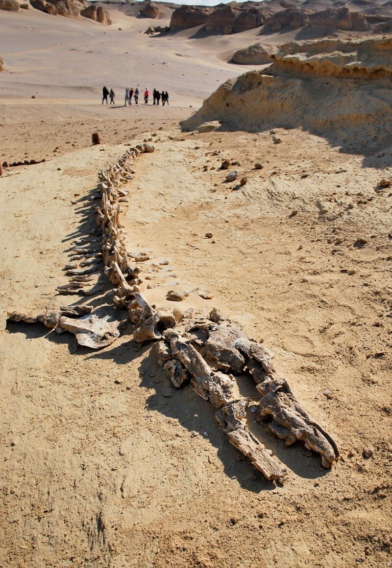 Это скелет базилозавра - древнего кита, который жил 35 млн лет назад