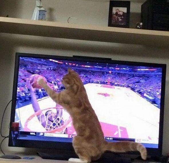 Когда ты кот, но всё равно любишь баскетбол