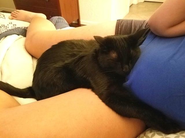Наш кот всё время спит, обнимая живот беременной жены