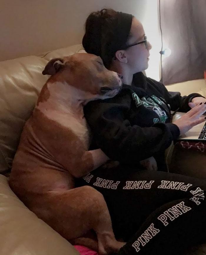 Пёс обожает вместе с женой смотреть телевизор