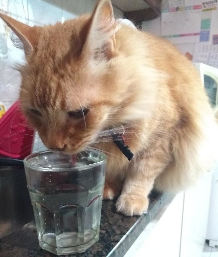 Он такой привередливый, что пьёт воду только из стакана