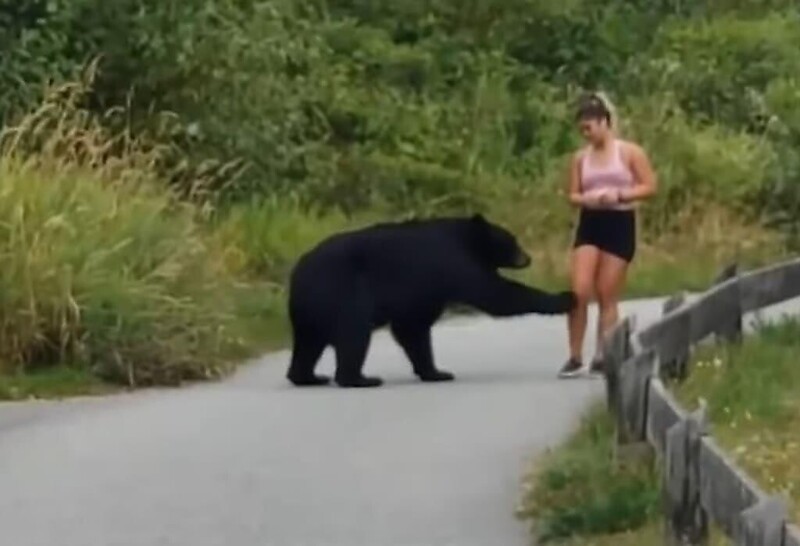 Медведь потрогал бегунью за ногу
