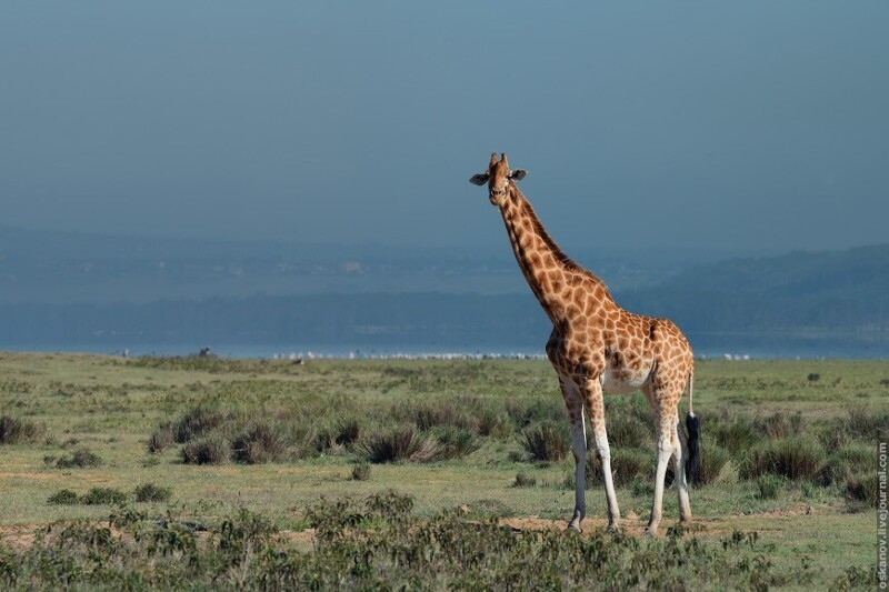 Жираф Ротшильда в национальном парке Озеро Накуру, Кения.