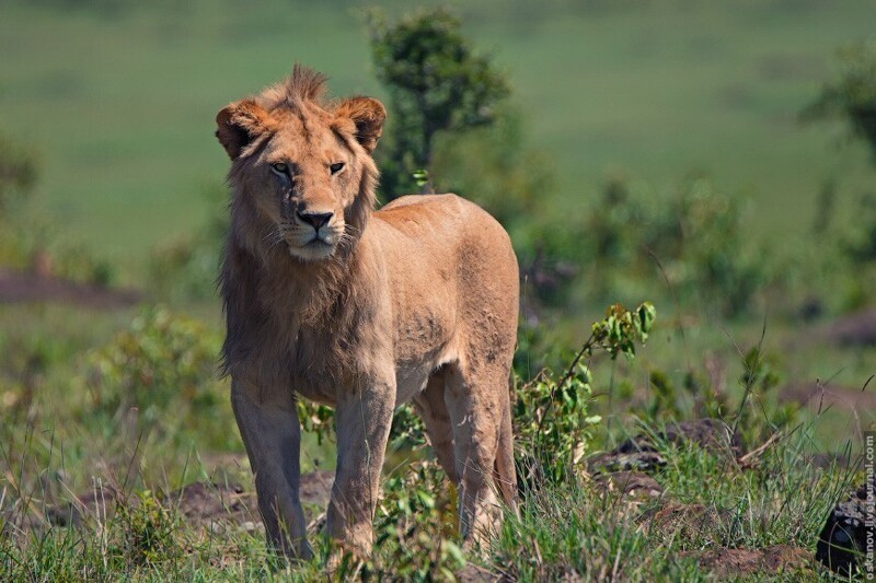 Лев-подросток снятый в национальном парке Масаи-Мара, Кения.