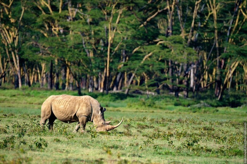 Шикарный экземпляр белого носорога в национальном парке Озеро Накуру, Кения.