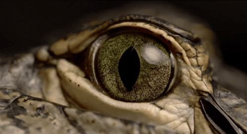 Мигательная перепонка у рептилий. Мигательная перепонка у лягушки. Глаз рептилии. Глаза змей.