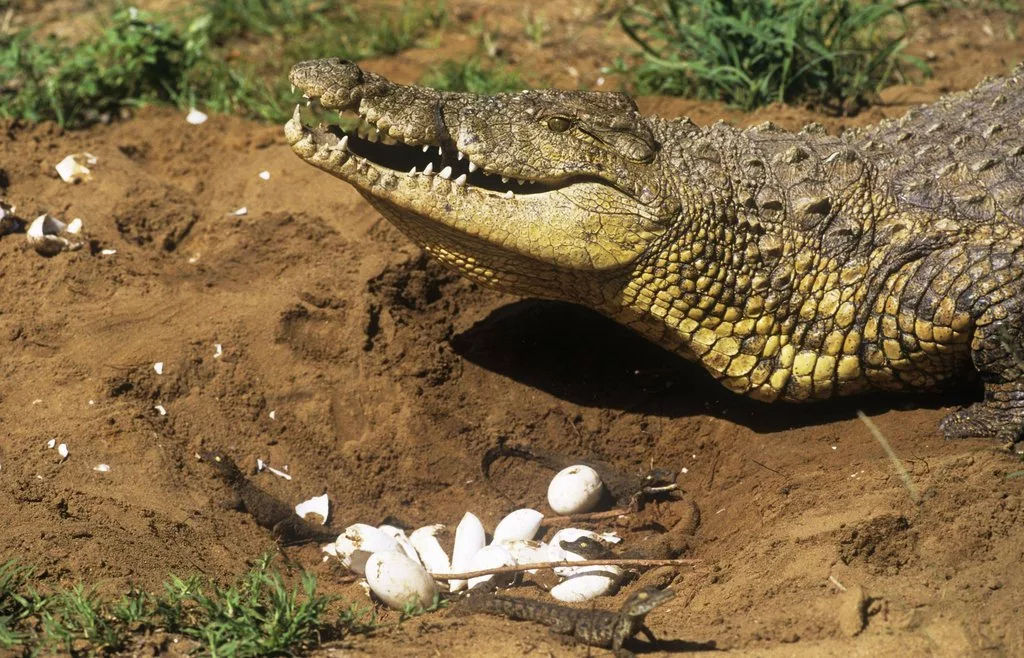 Нильский крокодил относится к пресмыкающимся. Самка нильского крокодила. Нильский крокодил Crocodylus niloticus. Нильский крокодил яйца. Нильский крокодил размножение.
