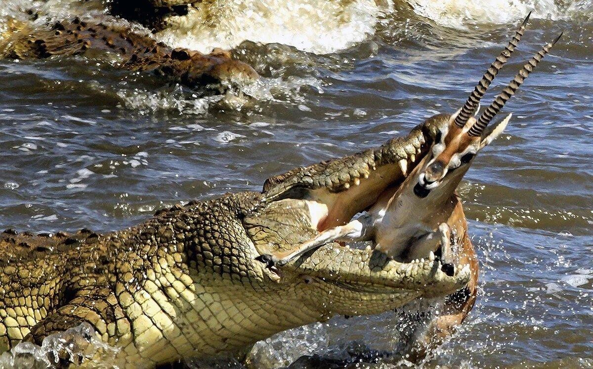 Beryl wruck crocodile attack