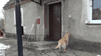 Гифки с собаками