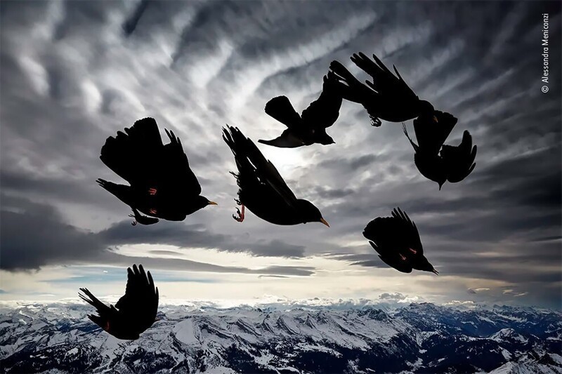 "Птицы ветра" - Алессандра Мениконци, Швейцария