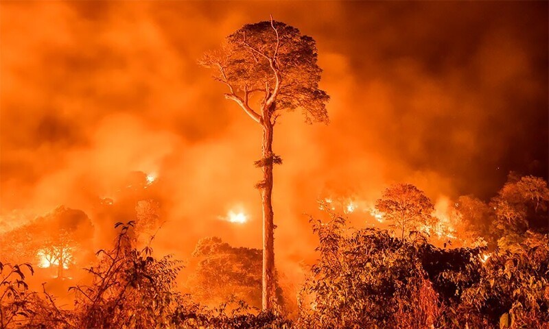 "Амазонка в огне" - Чарли Хамильтон, Великобритания