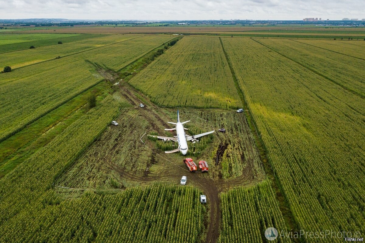 Сели в поле самолет. Самолёт на кукурузном поле. Чудо на кукурузном поле самолет. Самолеты, с полем.