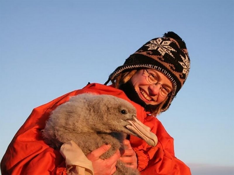 Гигантский буревестник: Маньяк, который держит пингвинов в вечном страхе
