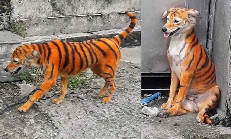 Защитники животных в ярости: кто-то раскрасил бездомного пса под тигра