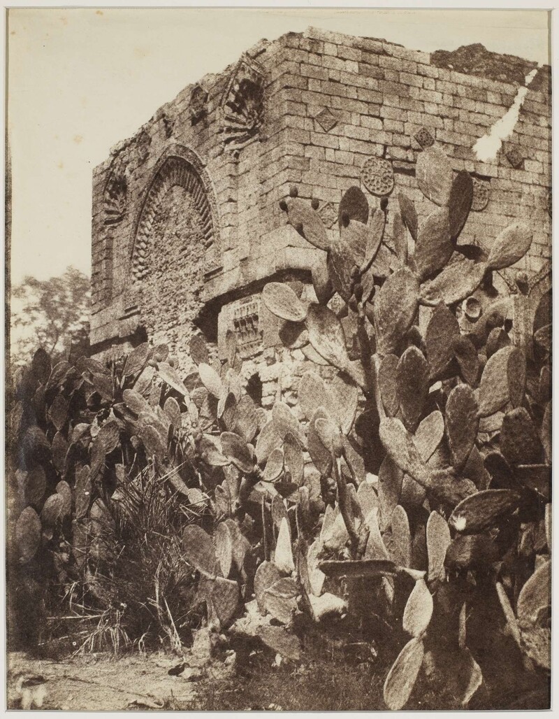 Колючие груши, Каир, 1865