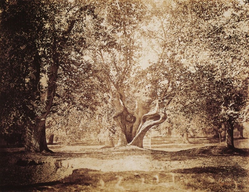 Старый дуб в Фонтебло, 1855