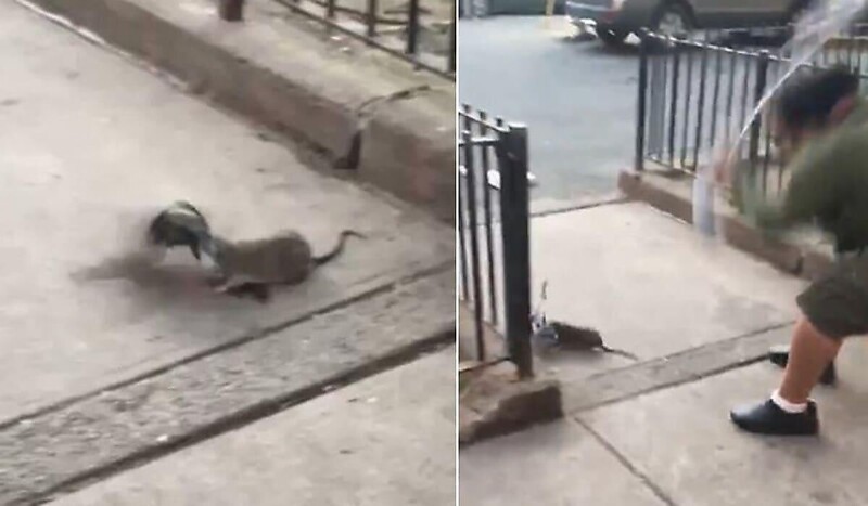 Уличная драка в Нью-Йорке: крыса против голубя