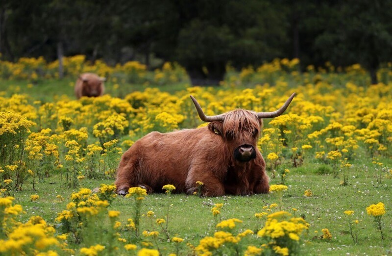 Коровка в поле недалеко от Питлохри, Великобритания. (Фото Russell Cheyne):