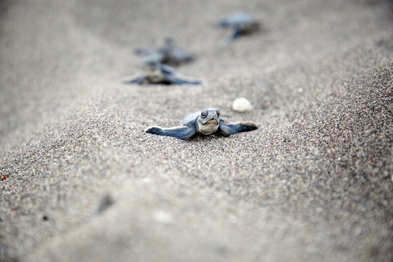 Логгерхед — вид морских черепах, единственный представитель рода логгерхеды или головастые морские черепахи. (Фото Mustafa Unal Uysal):