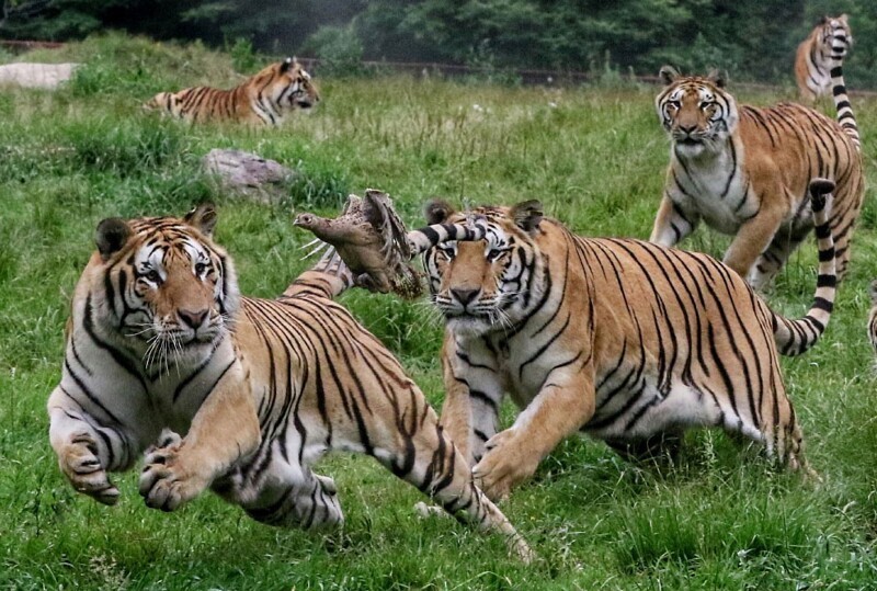 Пара фотографий, как мощные сибирские тигры ловят добычу. (Фото VCG):