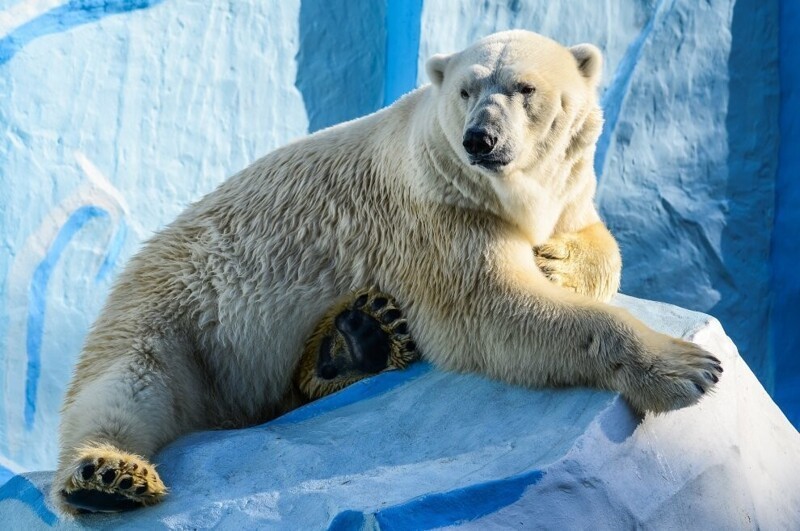 Около 700 км без отдыха: рекордный заплыв белого медведя.