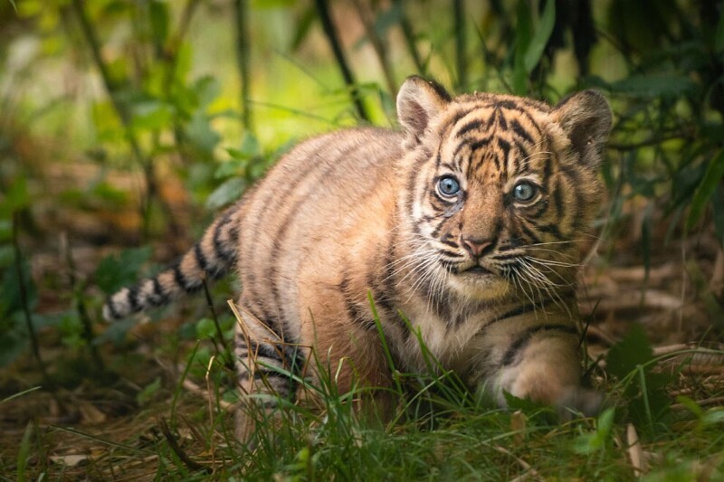 Маленький тигр в зоопарке во Вроцлаве, Польша. (Фото Wroclaw Zoo):