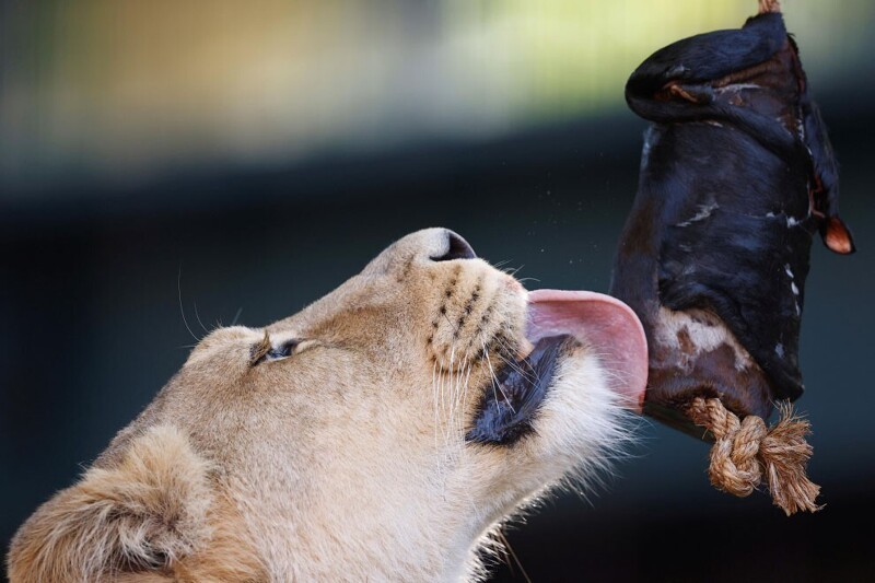 Лев в Лондонском зоопарке пробует интересного вира мясо. (Фото John Sibley):