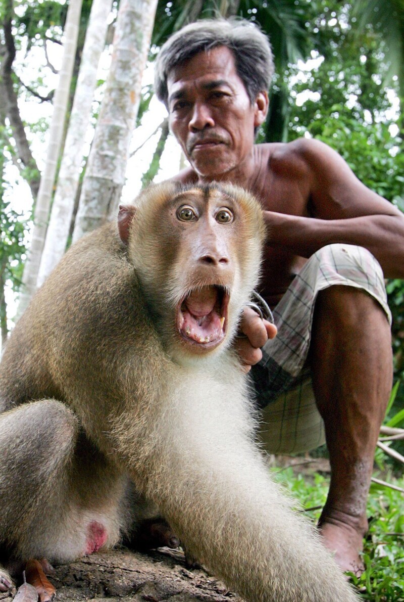 Хозяин и его обезьяна в Таиланде. (Фото Sukree Sukplang):