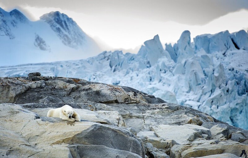 Белые медведи могут полностью исчезнуть к 2100 году из-за изменения климата.