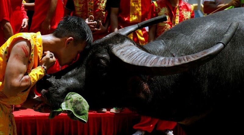 Фермер целует своего буйвола после победы на ежегодном фестивале. (Фото Nguyen Huy):