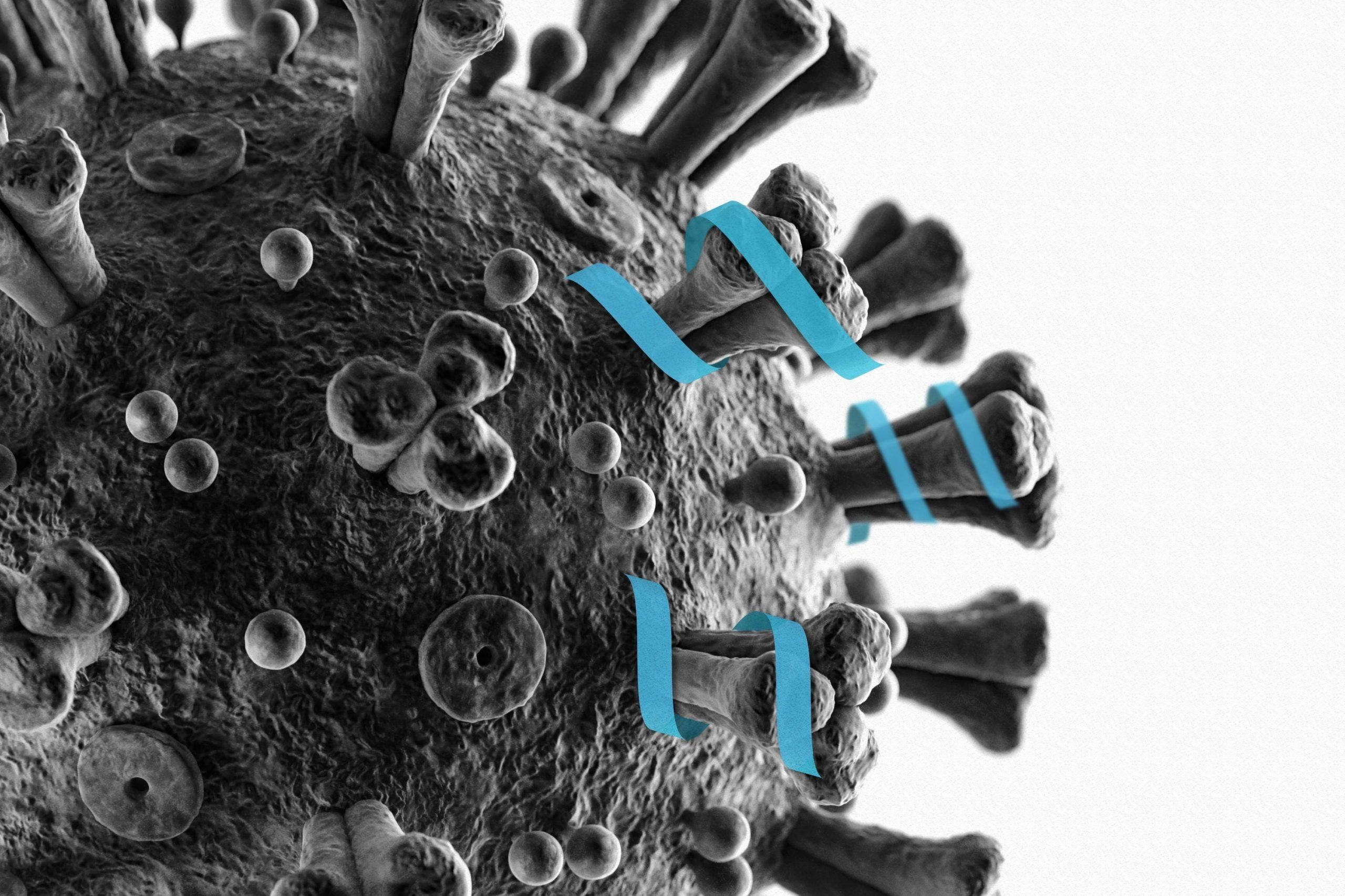 Ученые нашли защищающее от коронавируса средство 