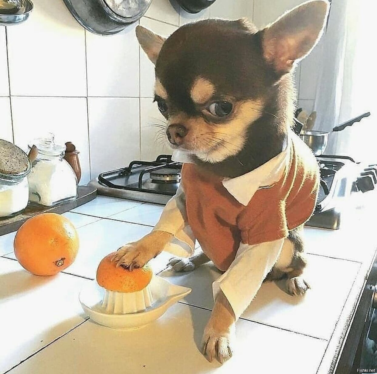 Чихуахуа угарные