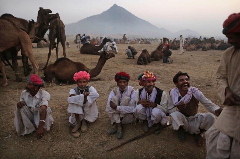 На ежегодную ярмарку в Пушкаре со всего Раджастана съезжаются колоритные торговцы в тюрбанах, чтобы продать или купить верблюдов. (Фото Kevin Frayer | AP):