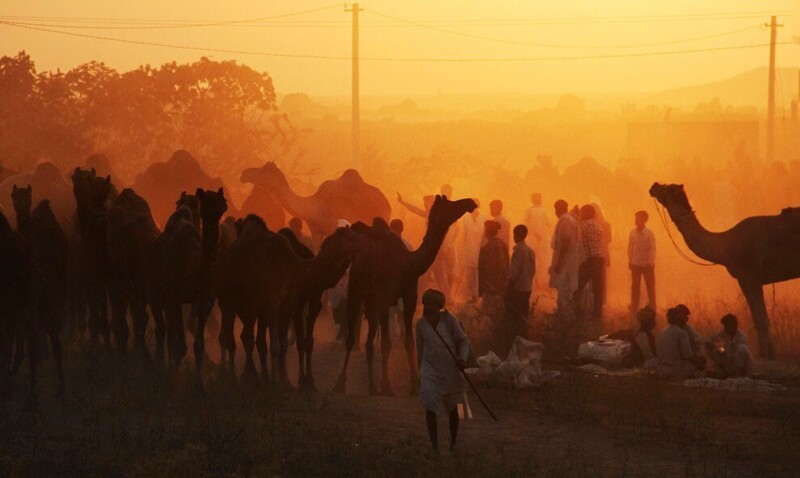 Около 50 000 верблюдов ежегодно выставляются на продажу. Выставка длится всего 5 дней. (Фото Kevin Frayer | AP):