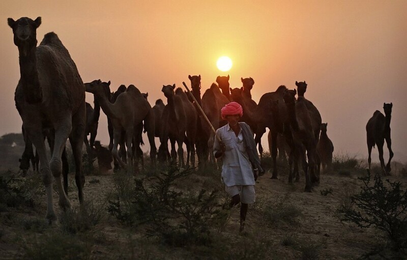 Со всех концов страны торговцы привозят сюда невероятное количество знаменитых одногорбых верблюдов дромадеров. (Фото Kevin Frayer | AP):
