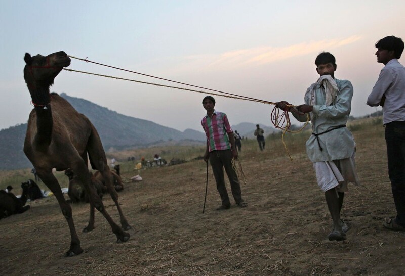 Кроме самой ярмарки здесь проходят конкурс красоты верблюдов, верблюжьи бега и театрализованные представления. Самым смелым туристам предлагается отправиться на верблюде в пустыню. Пушкар, Индия. (Фото Kevin Frayer | AP):