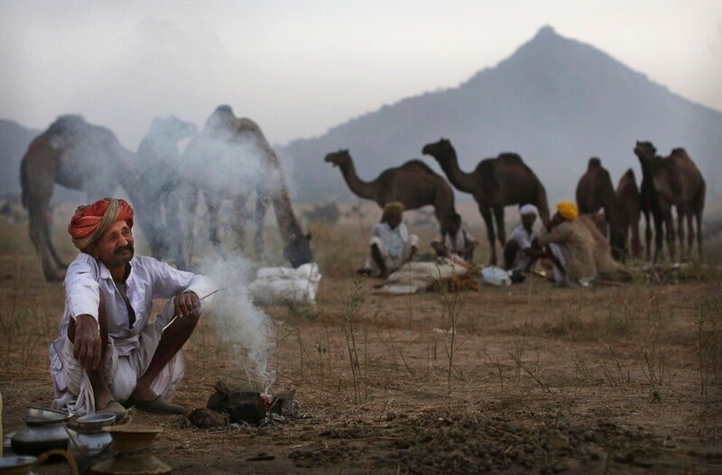 Приспособленность к засушливому климату позволяет одногорбым верблюдам жить в пустынных регионах. Дромадеры могут подолгу обходиться без воды (неделю под вьюком и несколько месяцев — без нагрузки). (Фото Kevin Frayer | AP):