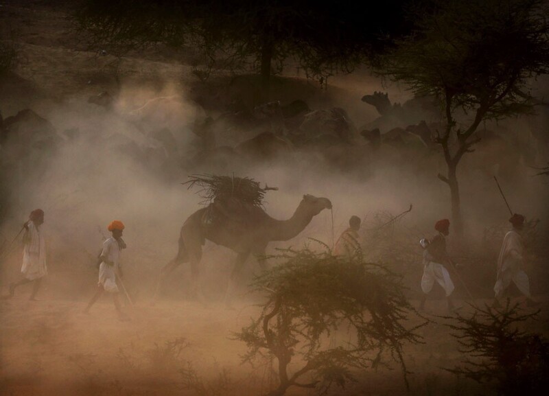 Ярмарка верблюдов в индийском Пушкаре проходит каждый год в ноябре. Сюда съезжаются тысячи продавцов и покупателей верблюдов, а кроме них еще десятки тысяч паломников и туристов. (Фото Kevin Frayer | AP):