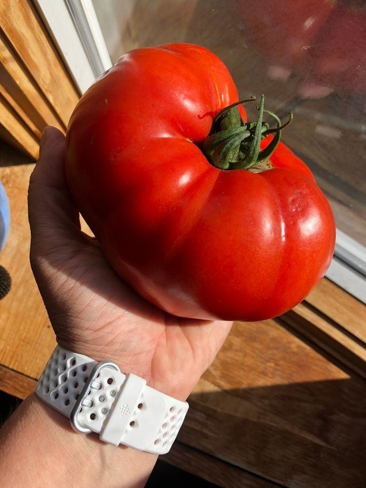 При покупке 1,3 кг помидоров фермер выслал 1 плод. Весом 1,3 кг!