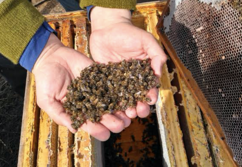 Вымирание пчёл: Миллиарды насекомых гибнут каждый год, а человечество не понимает почему. Что происходит?